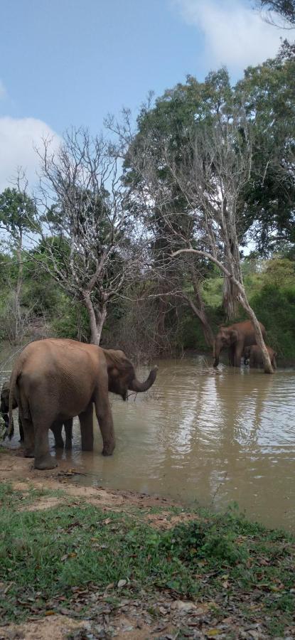 ウダワラウェCanberra Safari Houseアパートメント エクステリア 写真