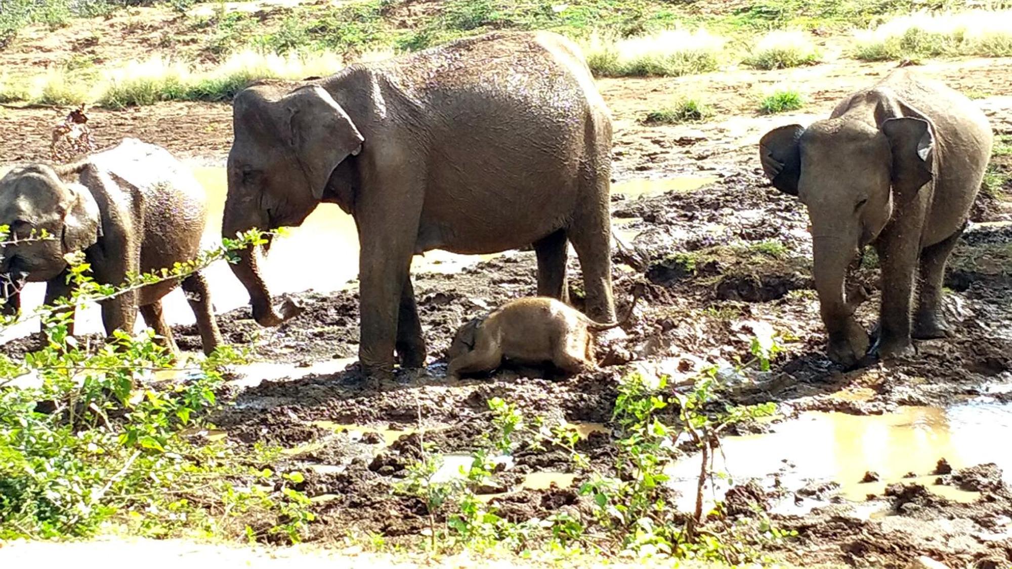 ウダワラウェCanberra Safari Houseアパートメント エクステリア 写真